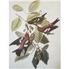 Image 1 : c1946 Audubon Print, # 364 White-Winged Crossbill