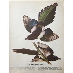 c1946 Audubon Print, #357 American Magpie