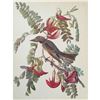 Image 1 : c1946 Audubon Print, #170 Gray Kingbird