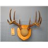 Image 1 : mounted deer horns
