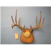 Image 1 : mounted deer horns