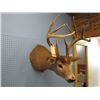 Image 2 : mounted deer head