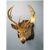 Image 1 : mounted deer head