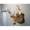 Image 2 : mounted deer head