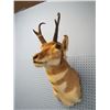 Image 2 : mounted pronghorn antelope head