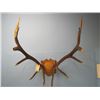 Image 1 : mounted set of elk horns