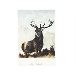 Henry Albert Payne, 1868 - 1940, Red Deer 