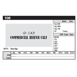 COMMERCIAL HEIFER CALF