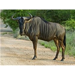 Ray Tree Safaris African Plains Game Hunt