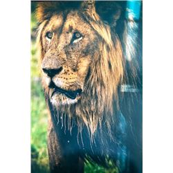 Mike Fell Photography - Lion