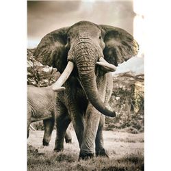 Mike Fell Photography - Elephant 1