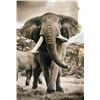 Image 1 : Mike Fell Photography - Elephant 1