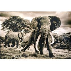 Mike Fell Photography - Elephant 2