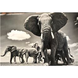 Mike Fell Photography - Elephant 3