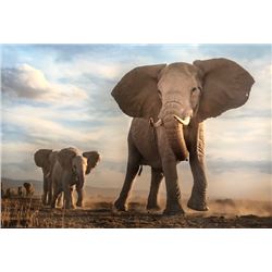 Mike Fell Photography - Elephant 4