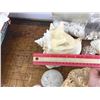 Image 2 : Large lot of Seashells