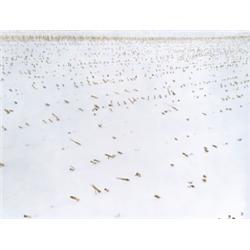 O.T. 1330 (Schneefeld)