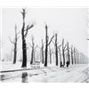 Image 1 : Allee im Winter