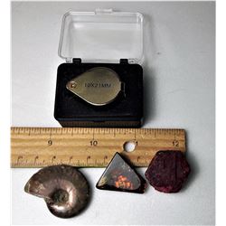 8) AMMONITE FOSSIL SPECIMEN AND RED AND GREEN