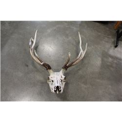 5 POINT ROOSEVELET ELK SKULL AND ANTLERS