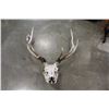 Image 1 : 5 POINT ROOSEVELET ELK SKULL AND ANTLERS