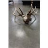 Image 2 : 5 POINT ROOSEVELET ELK SKULL AND ANTLERS