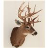 Image 1 : SHOULDER MOUNT FOR DEER SIZE ANIMAL