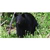 Image 1 : 4 DAY BLACK BEAR HUNT IN IDAHO