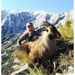 New Zealand Bull Tahr Hunt