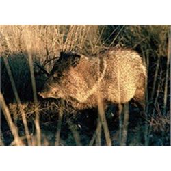 Javelina Hunt in Southeast Arizona with Purple Heart Veterans