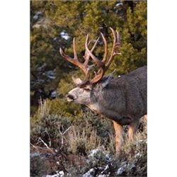 Navajo Trophy Deer Permit