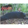 Image 1 : 5 DAY SPRING MANITOBA BLACK BEAR HUNT