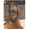 Image 1 : COW SKULL ART FEATURING ISHI