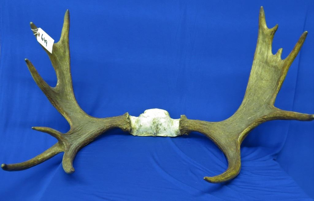 Mounted Moose Rack - Landsborough Auctions