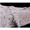 Image 8 : Large Buffalo Skull With Native American Motif