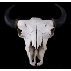 Great American Montana Trophy Buffalo Skull