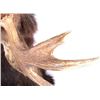 Image 10 : Montana Shiras Moose Shoulder Mount