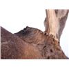 Image 11 : Montana Shiras Moose Shoulder Mount