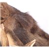 Image 12 : Montana Shiras Moose Shoulder Mount