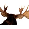 Image 14 : Montana Shiras Moose Shoulder Mount