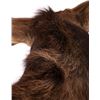 Image 15 : Montana Shiras Moose Shoulder Mount