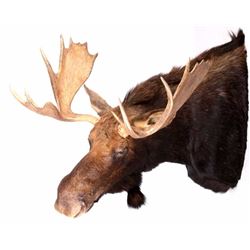 Montana Shiras Moose Shoulder Mount