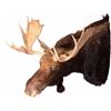 Image 1 : Montana Shiras Moose Shoulder Mount