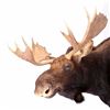 Image 2 : Montana Shiras Moose Shoulder Mount