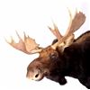 Image 3 : Montana Shiras Moose Shoulder Mount