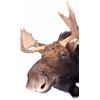 Image 4 : Montana Shiras Moose Shoulder Mount