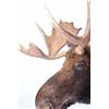 Image 5 : Montana Shiras Moose Shoulder Mount