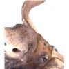 Image 6 : Montana Shiras Moose Shoulder Mount