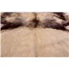 Image 19 : African Lion Taxidermy Trophy Rug