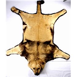 African Lion Taxidermy Trophy Rug